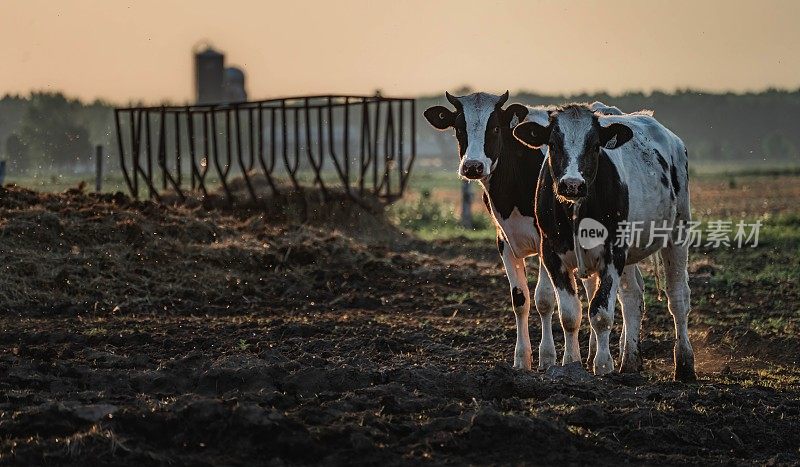 Les vaches au champs